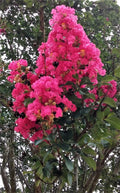 Hot Pink Crepe Myrtle Trees - 2 Live Flowering Rooted Cuttings - Lagerstroemia indica