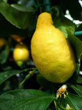 Primofiori Lemon Seeds - 5+ Pack for Garden Planting - Citrus limon - USA