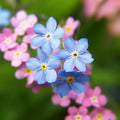 Forget Me Nots Seeds - 500 Mixed Color Perennial Blooms for Pollinators - Myosotis spp.