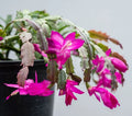 Purple Christmas Cactus Live Plants 3" Pot 5-6" Tall Schlumbergera Holiday Indoor Decor