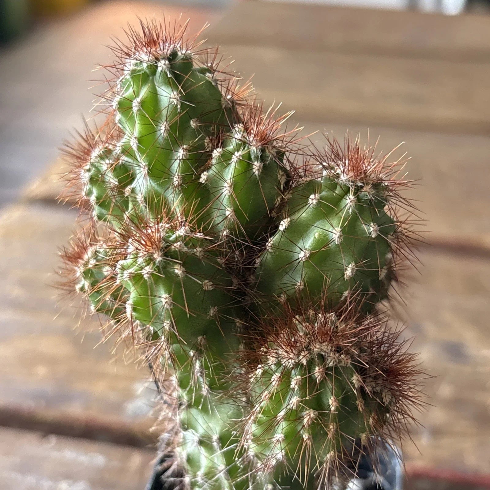 Cereus Rapandus Monstrose Plant - Unique Peruvian Cactus Variety for Indoor and Outdoor Gardens