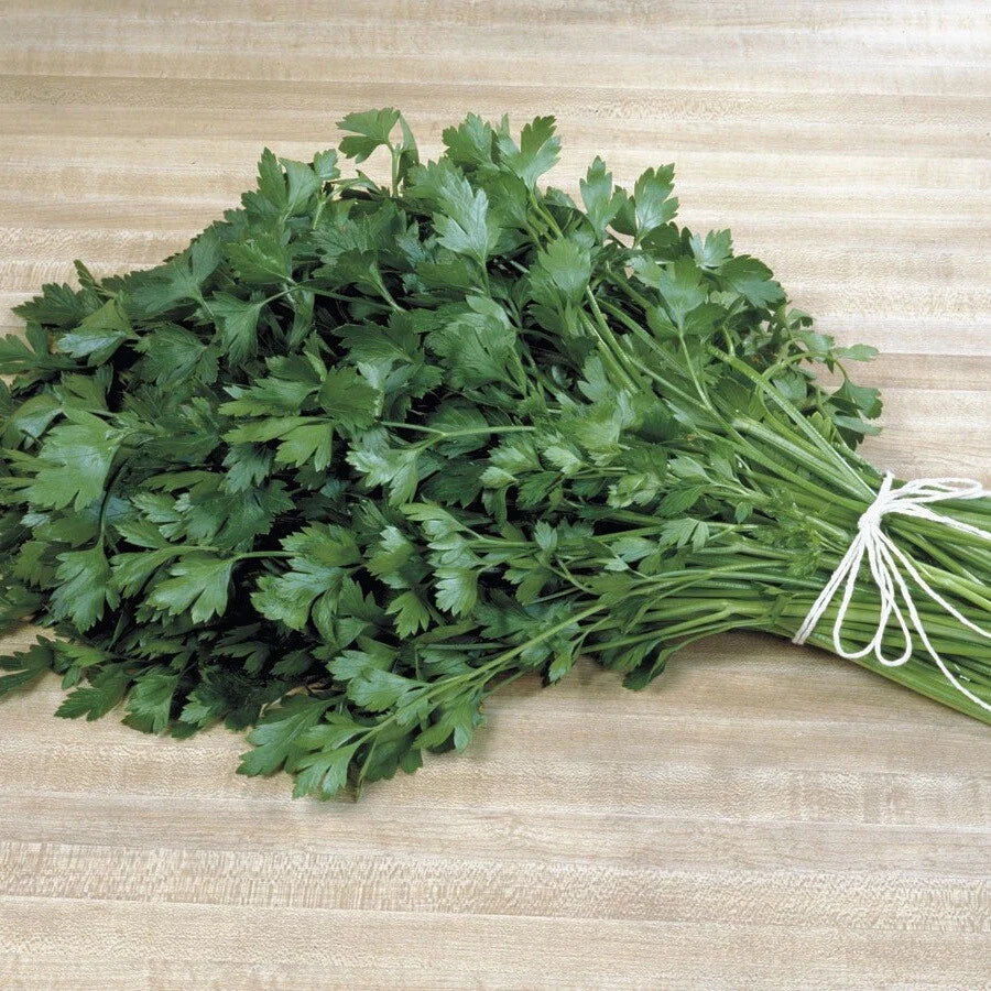 Italian Plain Leaf Parsley Seeds - Heirloom Fragrant Healthy Herb - Petroselinum crispum - 300 to 5000 Seeds
