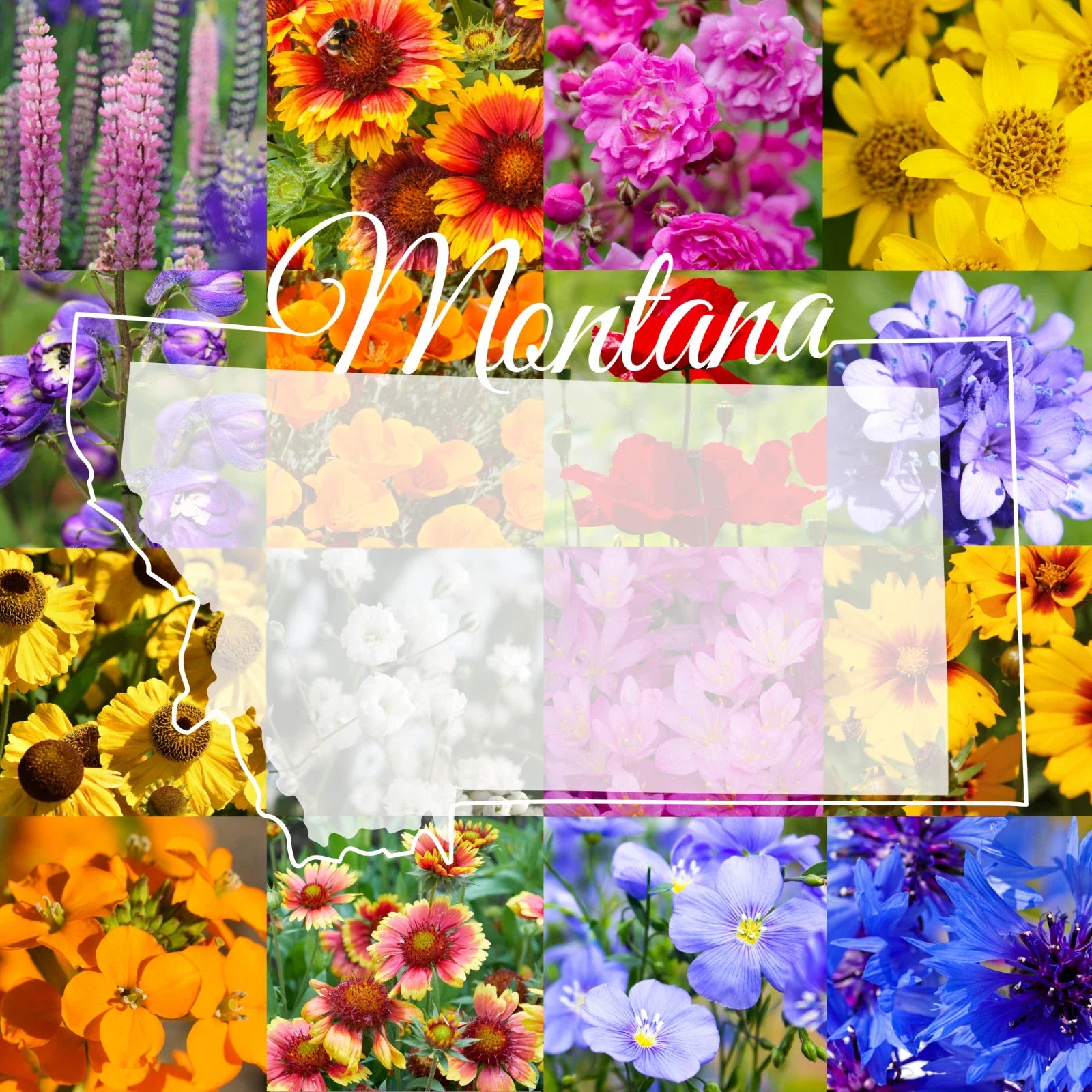 Wildflower Seed Mix 1/4 Pound Montana Western Blend for 800 sq ft Coverage - Ideal for Gardens and Pollinators