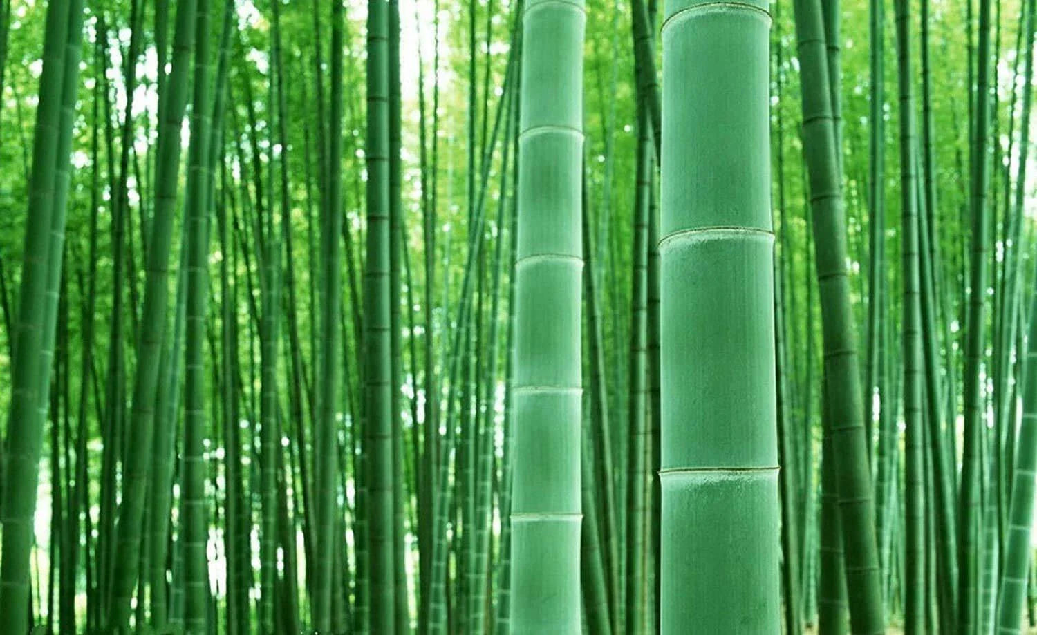 Giant Bamboo Seeds - 50+ Seeds for Planting - Privacy Screen - Phyllostachys spp.