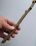 Pre-Wand Stick - American Holly - Ilex opaca - Virginia Native Crafting Material