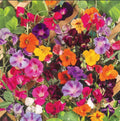 Colorful Climbers Seed Mix - Morning Glory, Sweet Pea, Nasturtium Vines - Non-GMO - 50 Seeds