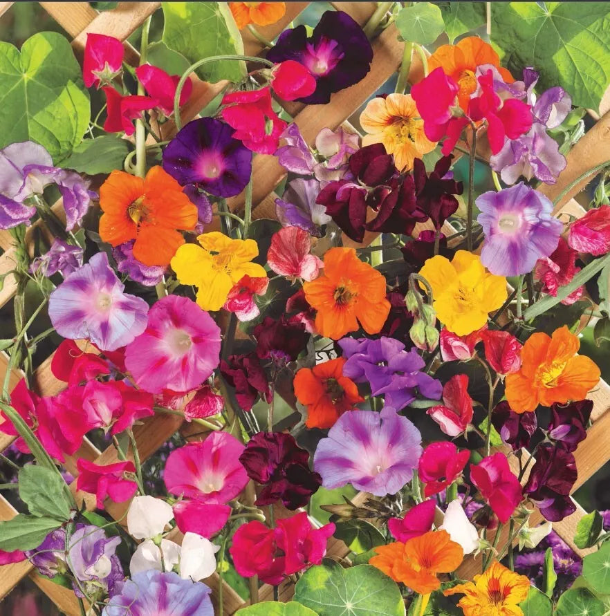 Colorful Climbers Seed Mix - Morning Glory, Sweet Pea, Nasturtium Vines - Non-GMO - 50 Seeds