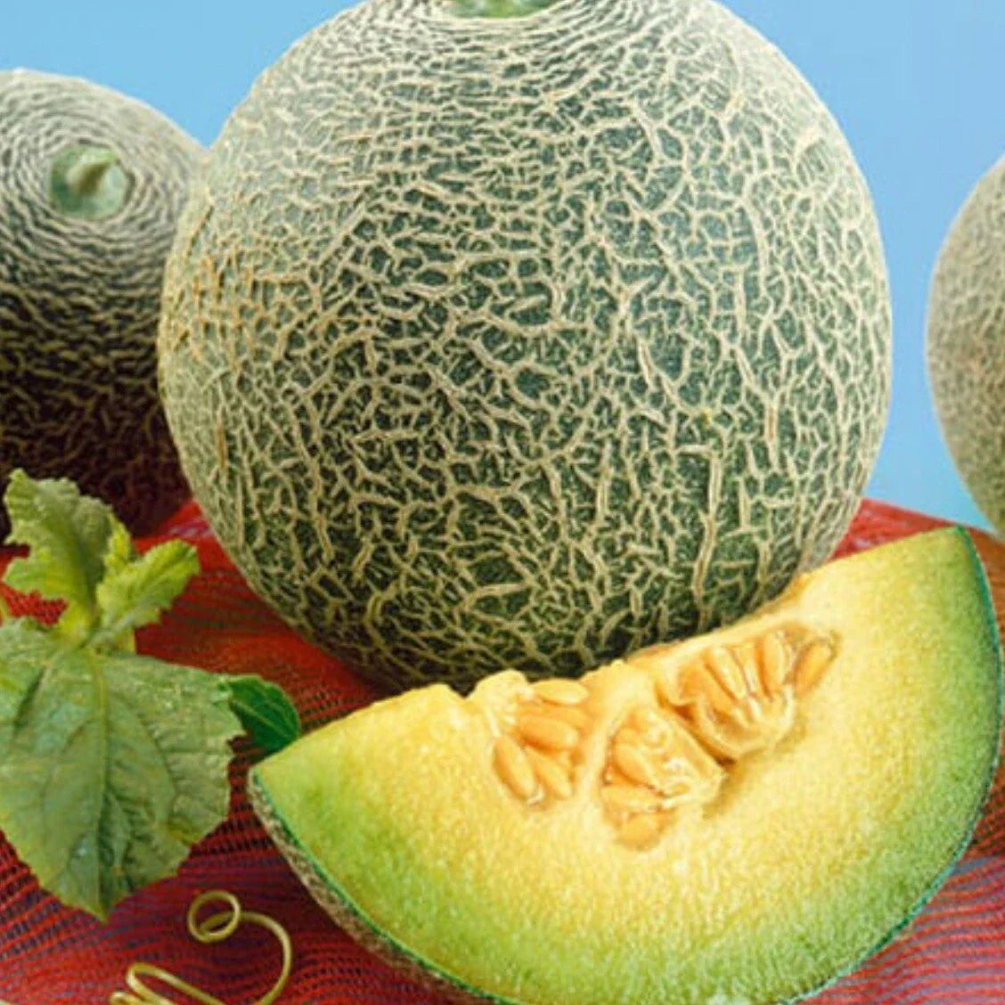Rocky Ford Green Flesh Cantaloupe Seeds - Heirloom Organic Melon - 30 Non-GMO Seeds