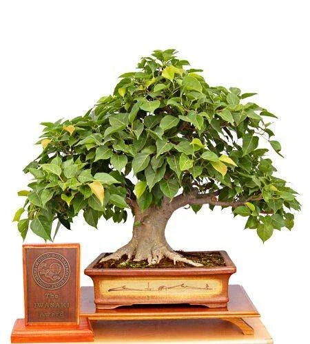 Sacred Fig Bonsai Tree Seeds - 25+ Seeds - Ficus Religiosa, Sacred Ficus Tree, Indoor Plant, Bonsai Gardening Supplies