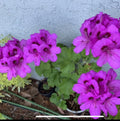 Geranium Starter Cuttings 6" Lavender Pink Black Color Pelargonium