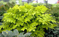 Aralia ‘Sun King’ – Japanese Spikenard Live Starter Plant, Bold Shade Perennial with Chartreuse Foliage, Easy Landscape Plant