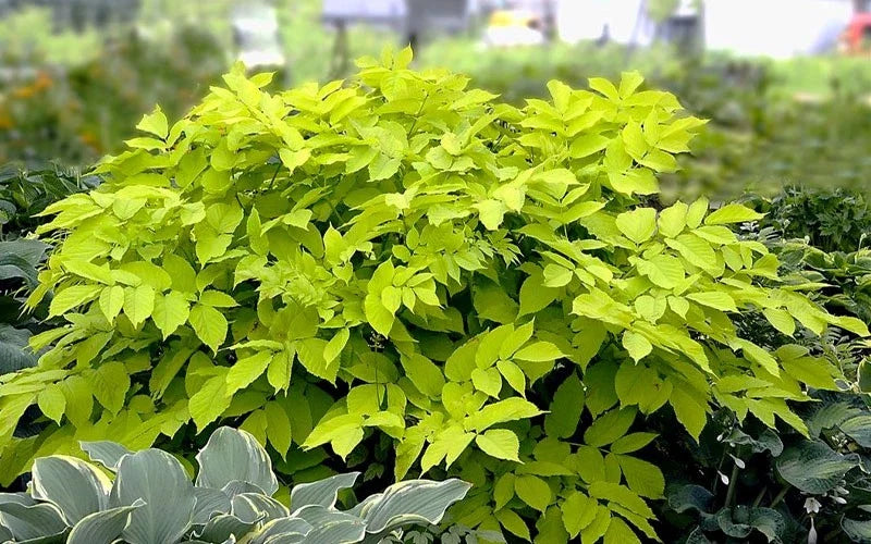 Aralia ‘Sun King’ – Japanese Spikenard Live Starter Plant, Bold Shade Perennial with Chartreuse Foliage, Easy Landscape Plant