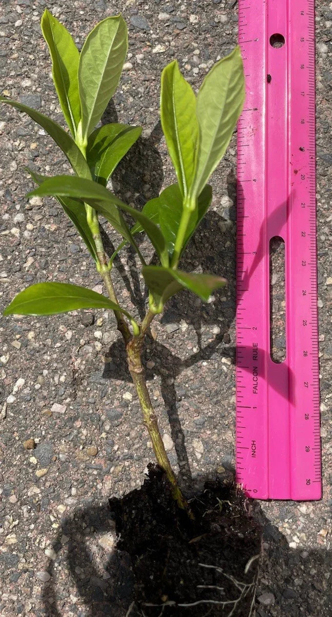 3 Rooted 4”-5” Gardenia Plants | Fragrant White Flowering Shrub | Live Bare Root Gardenia (Variety Unknown) for Home or Garden