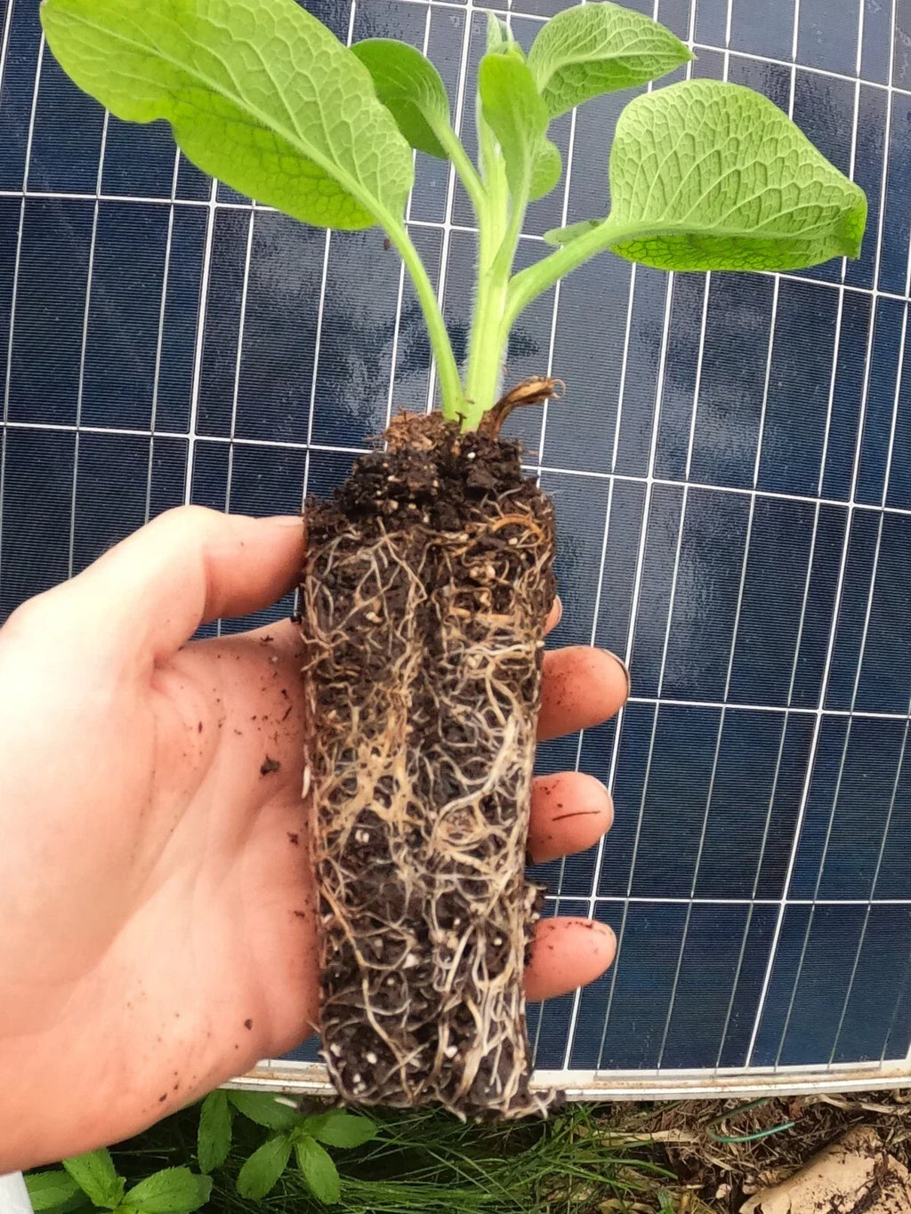 Comfrey Live Rooted Starter Plant – Bocking 14 (Symphytum × uplandicum) – Non-Invasive Variety for Compost, Soil Health, Pollinators