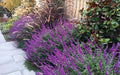 Mexican Sage ‘Santa Barbara’ – Live Starter Plant | Compact Purple Salvia, Drought-Tolerant Perennial, Hummingbird-Friendly