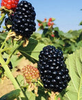2-Pack Blackberry Plants in 3” Pots – Sweet Juicy Live Fruit Plants | Ready-to-Plant, Fresh & Hardy Berry Bush Starts