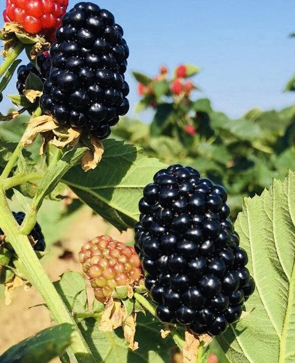 2-Pack Blackberry Plants in 3” Pots – Sweet Juicy Live Fruit Plants | Ready-to-Plant, Fresh & Hardy Berry Bush Starts