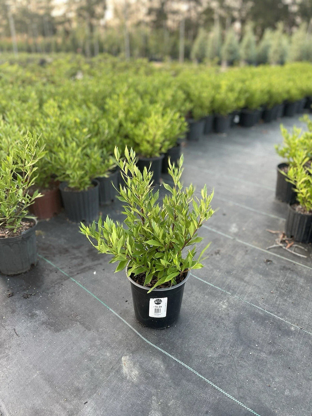 Frostproof Gardenia – Live Mature Plant in 1 Gallon Pot, Cold Hardy, Fragrant White Blooms, Evergreen Shrub, Easy Care