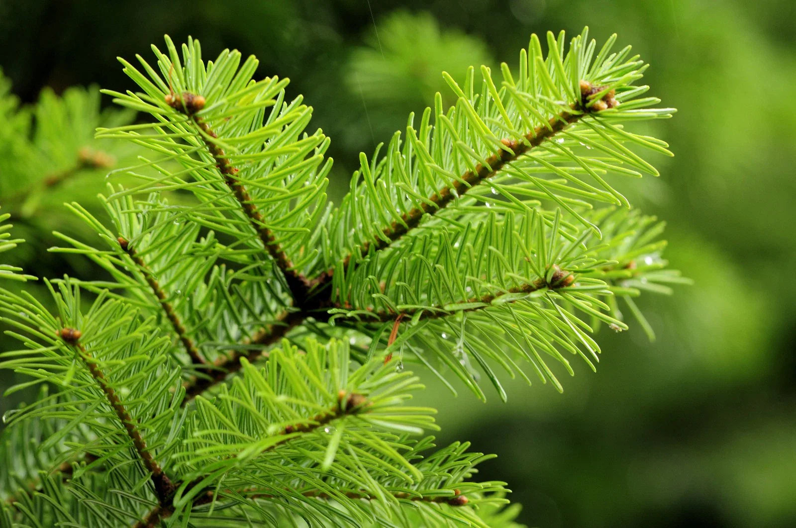 Douglas Fir Tree Seedling Bare Root – Pseudotsuga menziesii var. menziesii, Evergreen Conifer