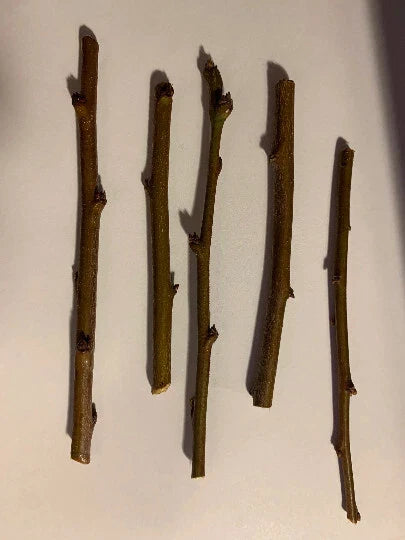 5 Sweet Pluerry Scion Cuttings – 3–5" Unrooted Grafting Wood – Rare Plum x Cherry Hybrid for Grafting Stone Fruit Trees