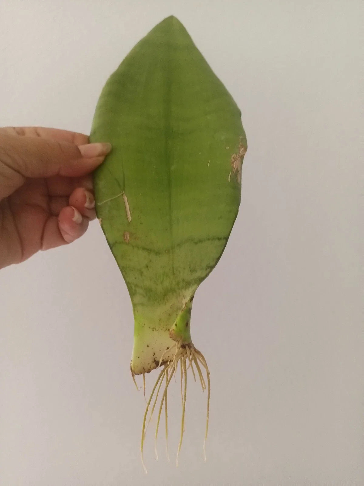 Moonshine Snake Plant, 2 Inch Pot, Rooted, Sansevieria, Low Maintenance, Indoor Plant, Hard to Kill