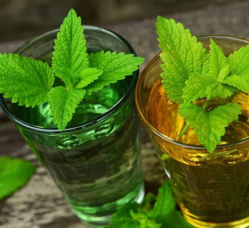 Lemon Balm Seeds 500 Seeds Herbal Plant Melissa officinalis Organic Gardening