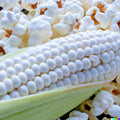 White Popcorn Seeds - 50+ Non-GMO Japanese Hulless Corn - Zea mays everta - Free Shipping USA