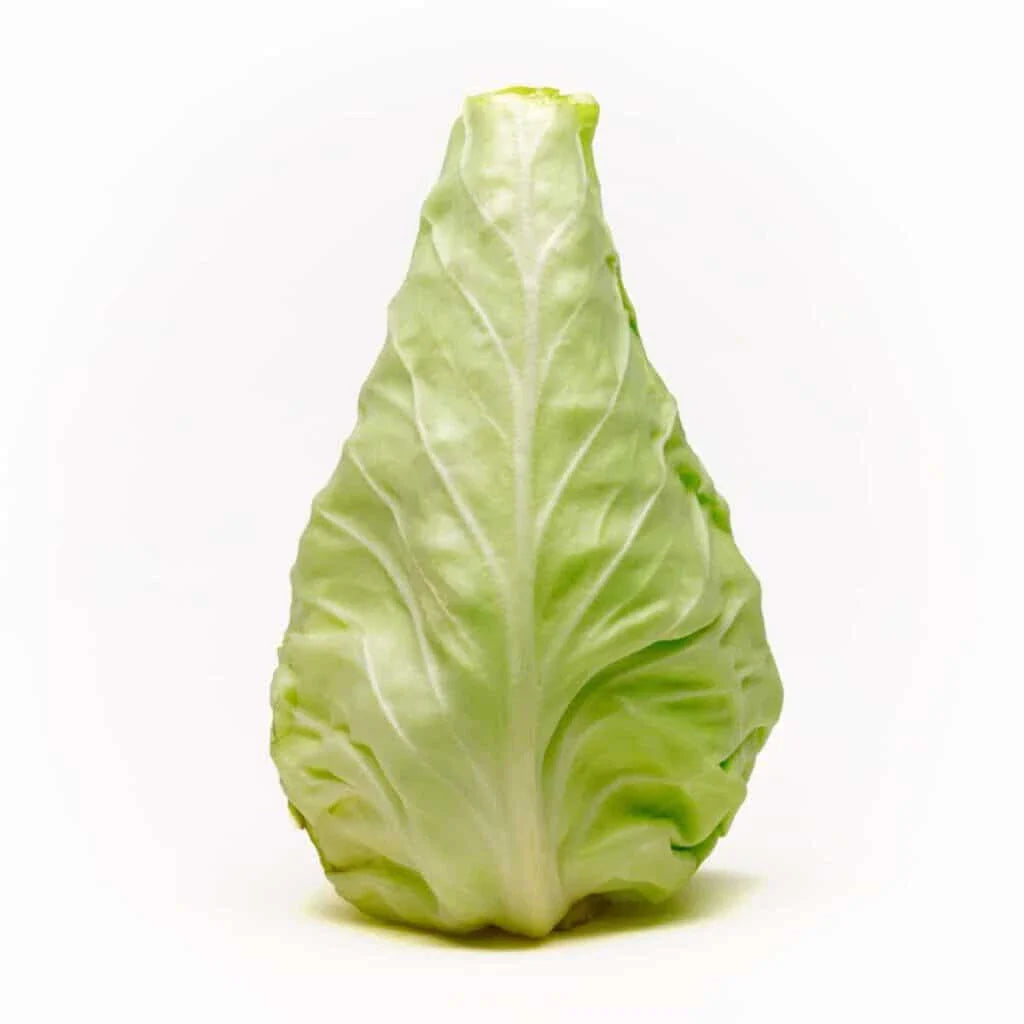 Conehead Cabbage Seeds - 500+ Pack for Garden Planting - Brassica oleracea - USA Grown, High Germination Rate