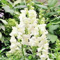 Snapdragon Seeds - 500 Non-GMO White Snowflake Variety - Antirrhinum majus - Spring-Fall Blooms