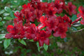 Azalea Starter Plant, Small Rooted, Midnight Flare Variety, Rhododendron Deciduous