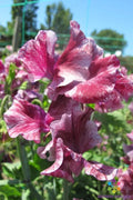 Sweet Pea Seeds - 50+ Pack - Theia-Bella Variety - Lathyrus odoratus - USA Grown, Free Shipping