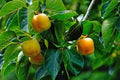 Persimmon Tree 12-24" Tall American Native Diospyros Virginiana Bare Root Seedling