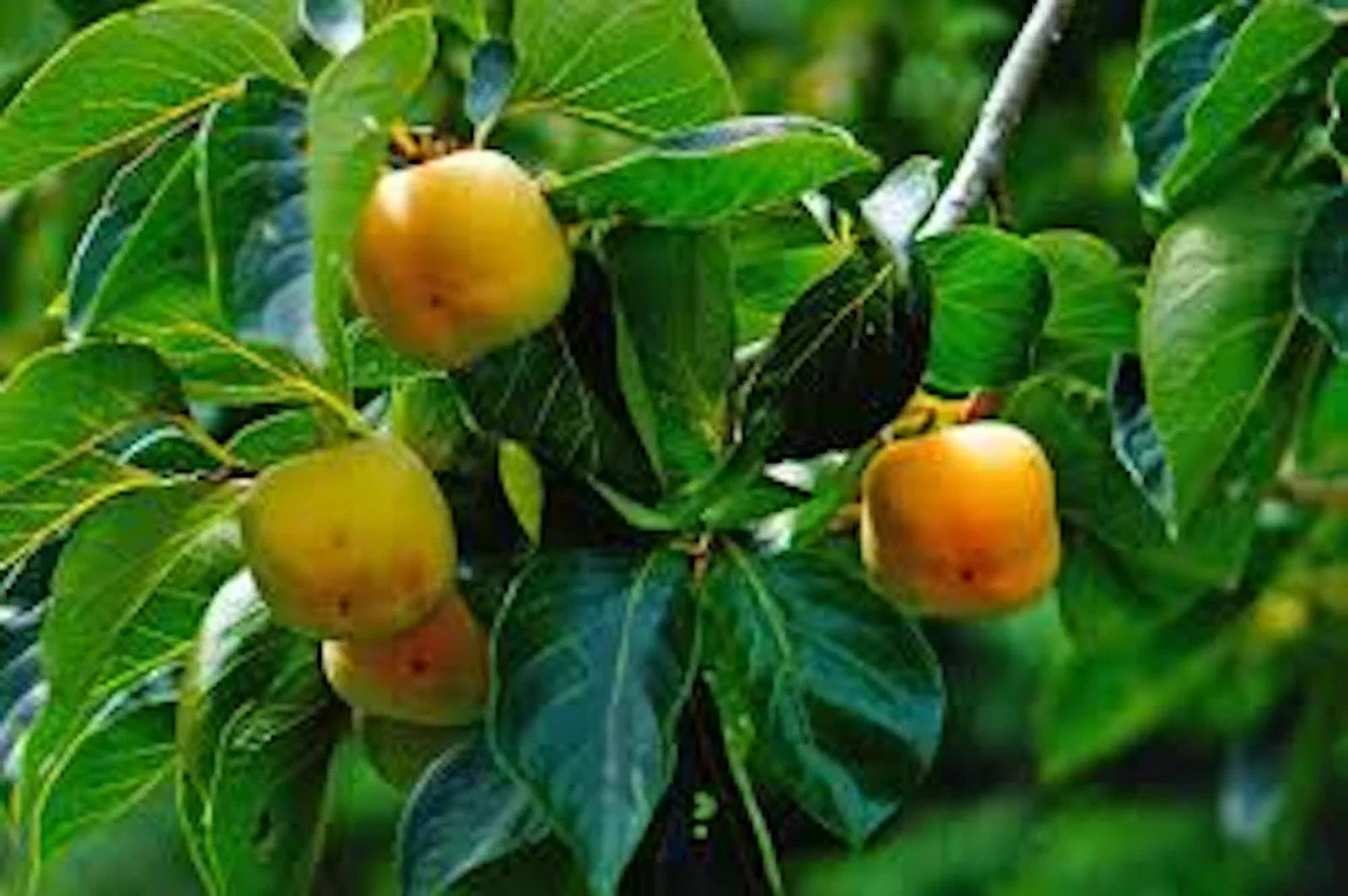 Persimmon Tree 12-24" Tall American Native Diospyros Virginiana Bare Root Seedling