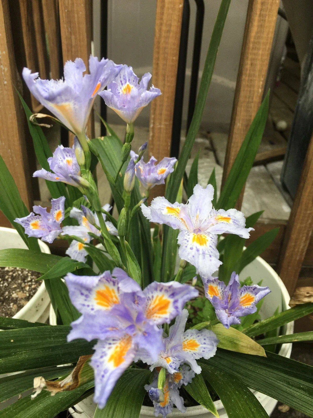 Heirloom Iris Plants, 4-Pack, Purple Fringed Iris, Eco Easter, Neoregalia spp.