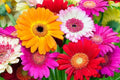 Fresh Gerbera Daisy Flower Seeds Mix, 100 Seeds with Instructions, Colorful Blooms, Gerbera jamesonii
