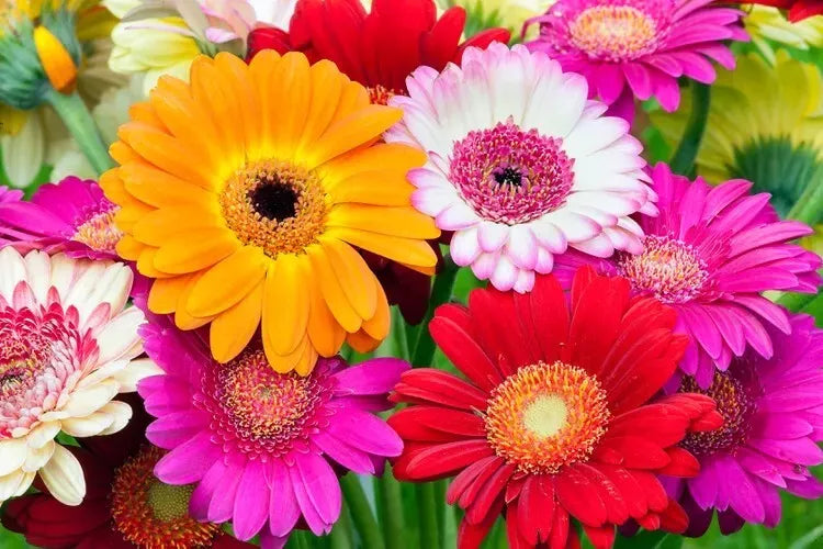 Fresh Gerbera Daisy Flower Seeds Mix, 100 Seeds with Instructions, Colorful Blooms, Gerbera jamesonii