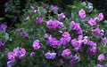 Double Purple/Pink Rose of Sharon Unrooted Cuttings Set of 10 - Hibiscus syriacus