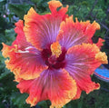 Hibiscus Seeds - 20 Pack - Purple Orange Pink Perennial Flowers - Hibiscus rosa-sinensis