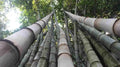 50 Huge Dragon Bamboo Seeds - Clumping Privacy Plant for Garden - Shade Screen - US Seller - Perfect for Landscaping
