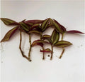 Zebrina Silver Wandering Jew Cuttings - Tradescantia in 2" or 4" Pot - Easy Care Indoor Plant