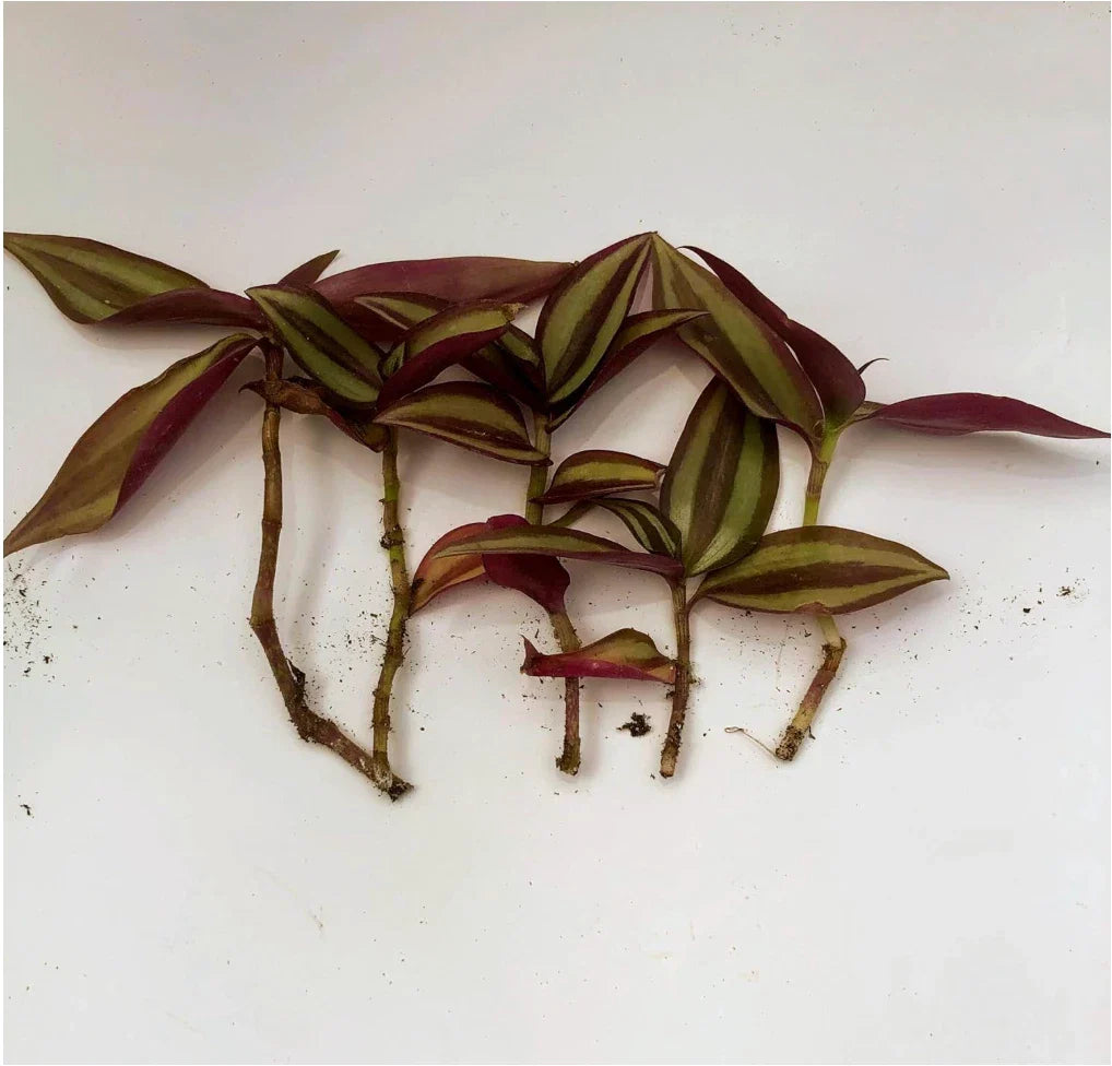 Zebrina Silver Wandering Jew Cuttings - Tradescantia in 2" or 4" Pot - Easy Care Indoor Plant