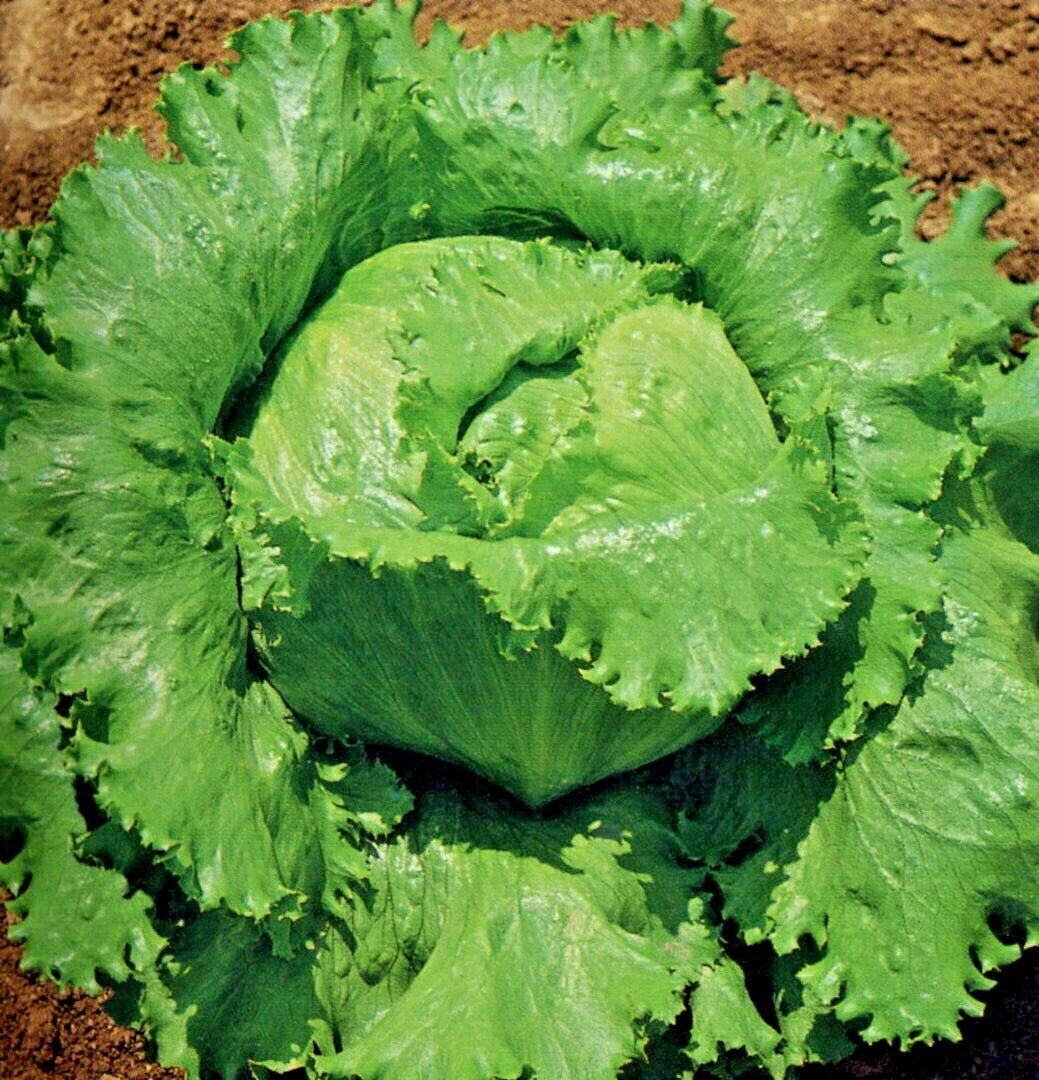 Great Lakes Batavian Head Lettuce Seeds - Organic, Spring & Fall Garden, Ideal for Containers - Lactuca sativa