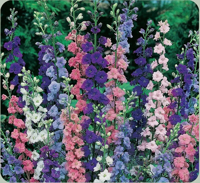 Rocket Larkspur Seeds 200+ Annual Delphinium Ajacis for Hummingbirds - Fast-Growing, Easy to Grow, USA