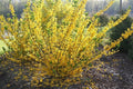 Forsythia Cuttings, 6-8" Long, Gold Edge Variety, Forsythia viridissima var. koreana