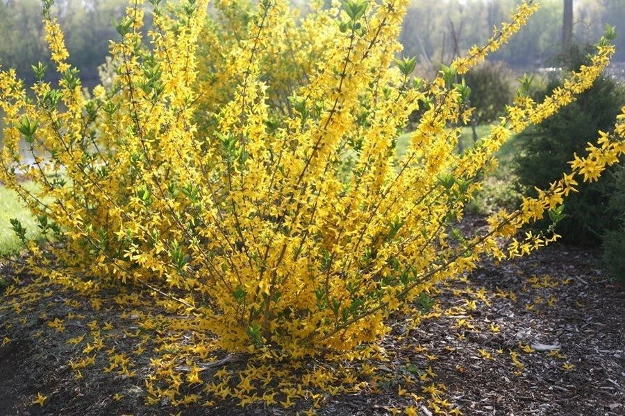 Forsythia Cuttings, 6-8" Long, Gold Edge Variety, Forsythia viridissima var. koreana