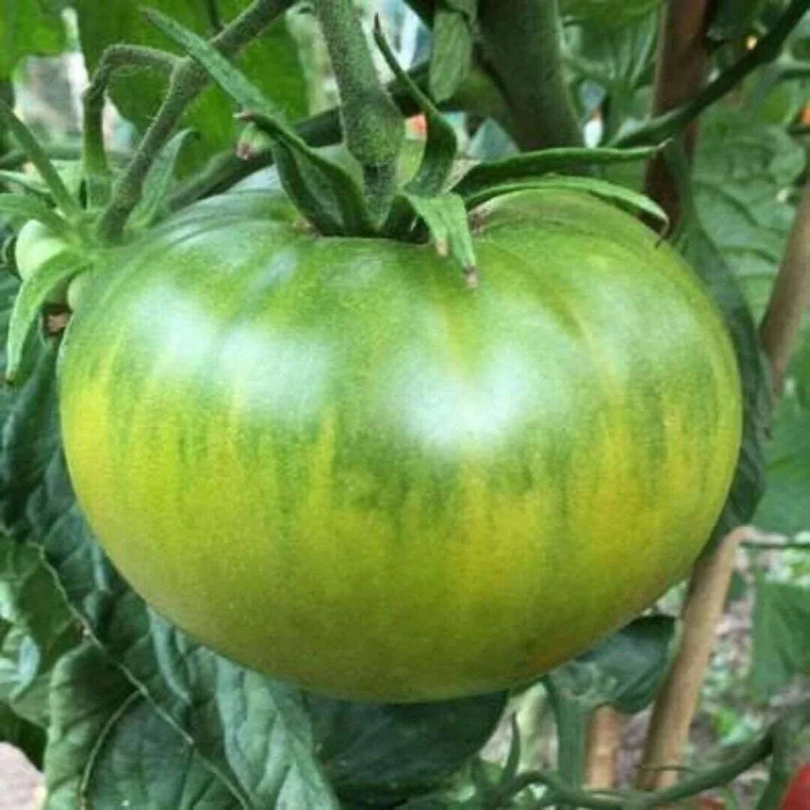 Aunt Ruby's German Green Tomato Seeds - NON-GMO Heirloom - Organic Vegetable Seeds - Solanum lycopersicum