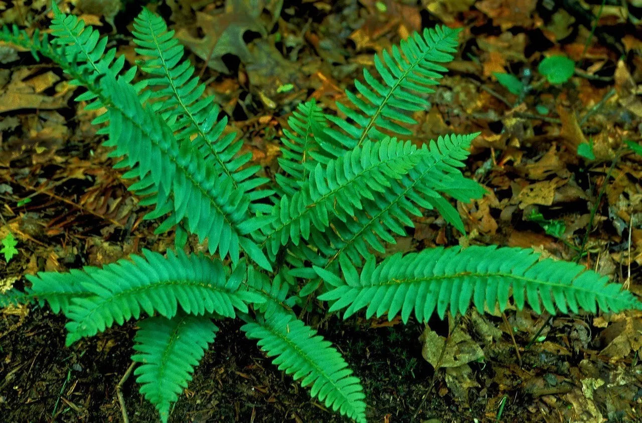 Christmas Ferns 5-Pack Polystichum Arostichoid Shade Garden Plants