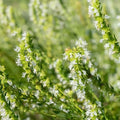 Hyssop Seeds 500 Count - White Perennial Herb (Hyssopus officinalis) - Non-California Shipping
