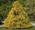 Weeping Cypress Pine Seeds - 25 Non-GMO Seeds - Hesperocyparis funebris - Drought-Tolerant Evergreen Tree Seeds