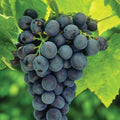 Concord Grape Live Plant Tree 8-18" Tall Vitis labrusca - Sweet Grapes for Home Garden or Container Planting